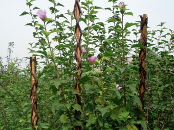 Tarus de gradina 190 cm, rachita, pentru suport plante