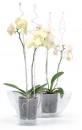 Tarus pentru orhidee COUBI ISTC01, 60 cm, transparent