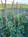 Grid Garden BEK20 120x44 cm, suport flori, bambus