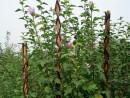 Tarus de gradina 160 cm, rachita, pentru suport plante