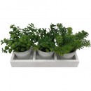 Planta decor amestec ierburi MagicHome, 18 cm, 3buc